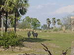 Zebras on the Safari.  We couldn't tell if they were real or not.