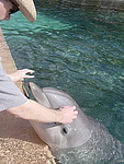 Feeding the Dolphins